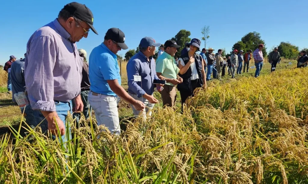 Participantes del encuentro regional de arroz sostenible en un cultivo de arroz en Argentina